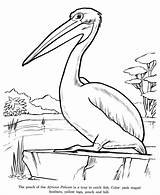 Pelican Drawing Coloring Pages Drawings Animal Brown Printable Children Sheets Sheet Kids Bird Birds Animals Color Wild Print Getdrawings Popular sketch template