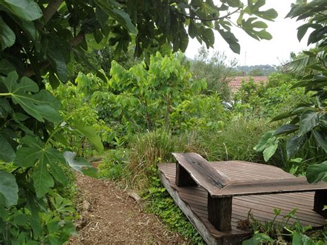 urban forest gardens   great idea milkwood permaculture