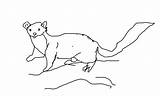 Pine Marten sketch template