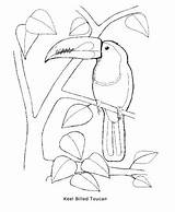 Toucan Coloring Billed Keel Designlooter Pdf Cover Getdrawings Capybara 487px 12kb sketch template