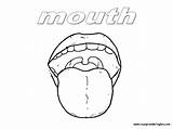 Tongue Coloring Mouth Cuerpo Template Body sketch template
