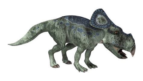 Triceratops Dinosaur Isolated On White Background — Stock