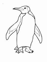 Penguin Coloring Pages Penguins Adelie King Emperor Simple Drawing Cute Pittsburgh Color Printable Template Little Blue Print Realistic Clipart Getdrawings sketch template