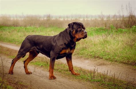 rottweiler racas de caes infoescola