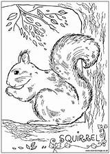 Coloring Squirrel Everfreecoloring Ecureuil Designlooter sketch template
