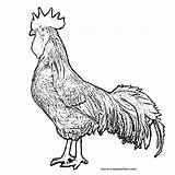 Rooster Coloring Pages Chicken Realistic Drawing Kids Getdrawings Year Library Clipart sketch template