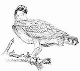 Osprey Drawing Coloring Pages Getdrawings sketch template