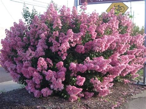 deciduous crape myrtle    longest blooming shrubs