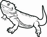 Amphibians Drawing Clipartmag Coloring Reptiles sketch template
