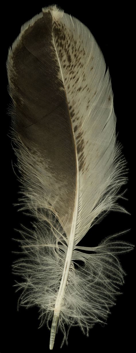 eagle feather