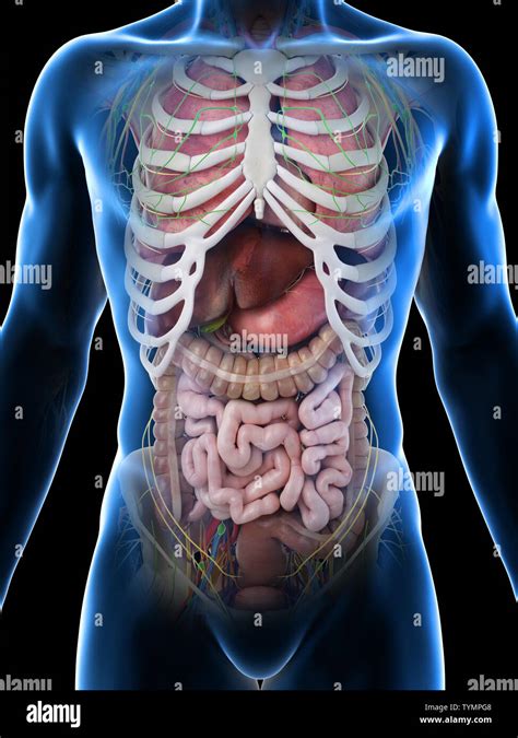 anatomie mensch innere organe