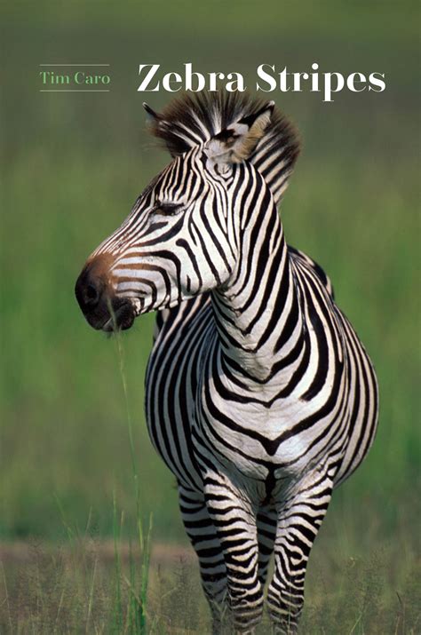 zebra stripes caro