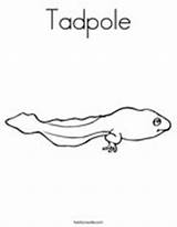 Coloring Tadpole Frog Frogs Green Hibernate Twistynoodle sketch template