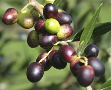 healty health benefits  olive fruit