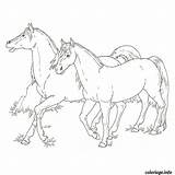 Poulain Cavallo Cheval Cavalli Arabi Corsa Pony Fantino Cavallino Arabo Colorier Puledro sketch template
