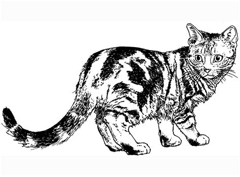calico cat coloring pages bubakidscom