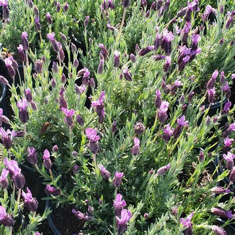 lavandula stoechas otto quast spanish lavender western star nursery
