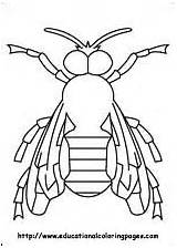 Coloring Pages Insects Kids sketch template