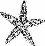 Starfish Clipart Drawing Clip Star Sea Coloring Svg Line Pencil Outline Template Echinoderm Cliparts Cartoon Pages Kids Vector Background Templates sketch template