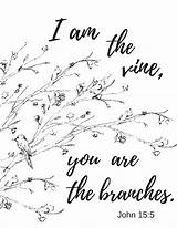 Vine Wise Branches Scripture Vines Thestylishpeople sketch template