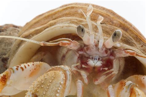 cannibalistic hermit crabs salivate   smell   dead