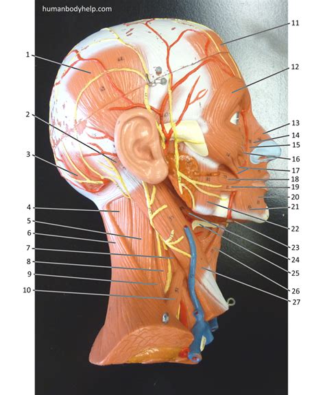 lateral head  human body
