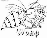 Coloring Wasp 84kb 800px 1000 sketch template