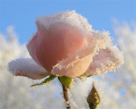Frozen Flower Photorator