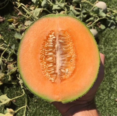 ive learned    grow cantaloupes growing