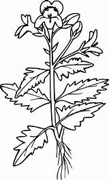 Mewarnai Penstemon Openclipart Tanaman Parable Geeksvgs Botany Lanceolate Biji Sesawi Flourish Sawi Clipground Bush sketch template