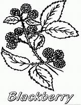 Blackberry Fruit Coloring sketch template