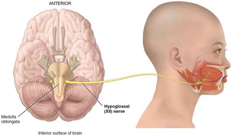 hypoglossal nerve anatomy function injury damage hypoglossal nerve