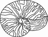 Nautilus Conchiglia Starfish Shells Mewarn11 Seashell Animali Clipartbest Bumble Printmania sketch template