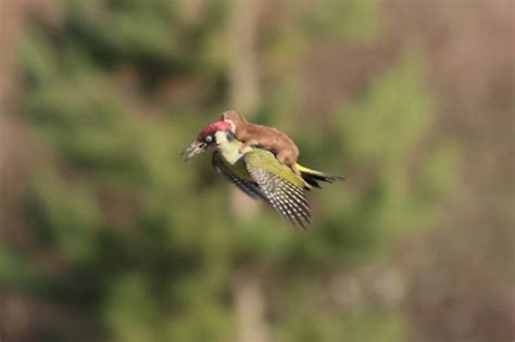 photographer captures incredible picture of weasel riding on the back