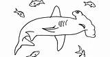 Shark Hammerhead Coloring Kids sketch template