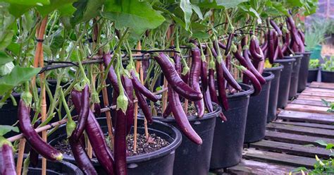 praktis menanam terong ungu  berbuah setiap musim