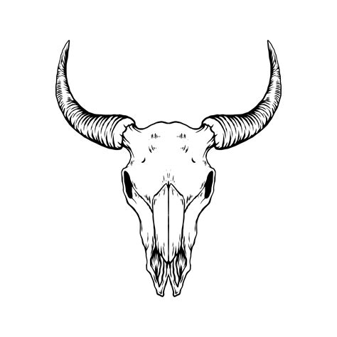 bull skull vector art icons  graphics