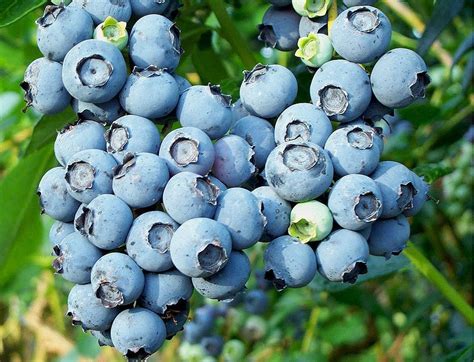 grow blueberries  cuttings  garden  eaden