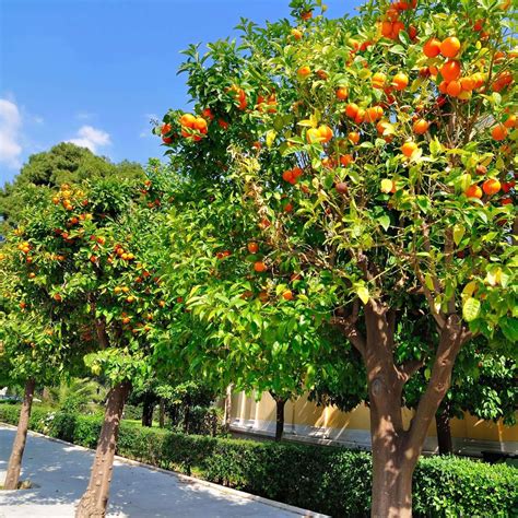 orange tree plants express