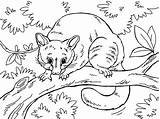 Possum Australie Toupty Coloriages sketch template