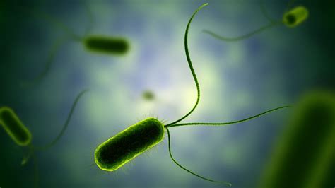 bacterien vertonen stemmingen en persoonlijkheid amolf