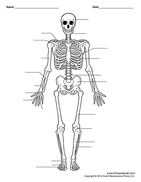 printable human skeleton worksheet  students  teachers