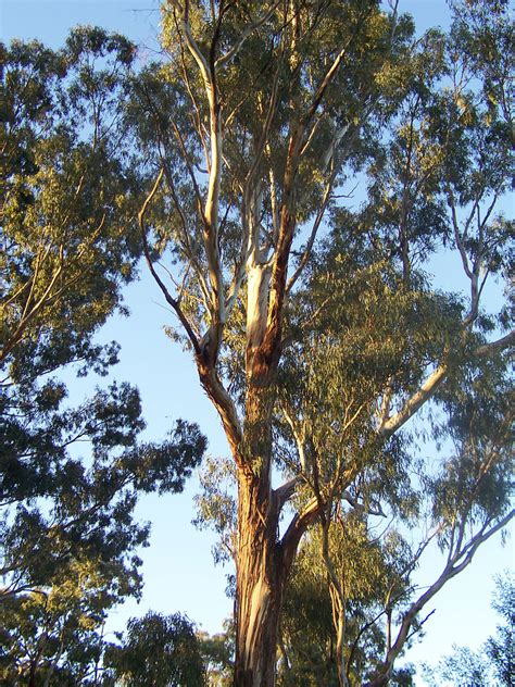 fileeucalyptus treejpg