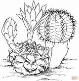 Cactus Colorat Ausmalbilder Kaktus Kakteen Flori Planse Ausdrucken Cactusi Malvorlagen Mihanovichii Gymnocalycium P86 Colorare Ausmalbild Nette Kolorowanka Desene Ludinet Supercoloring sketch template