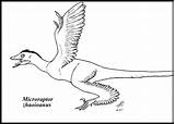 Utahraptor sketch template