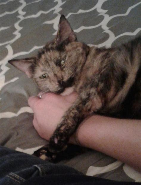 Sweet F Tortoiseshell Cat For Adoption To Loving Home In Houston Texas