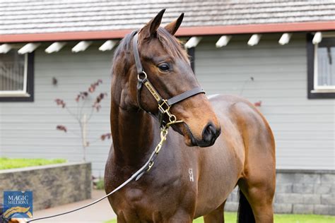 2021 Gold Coast National Yearling Sale Lot 1493 El Roca Aus