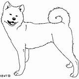 Akita Coloring Pages Template sketch template