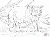 Pages Oso Osos Realista Supercoloring Akita Polar Cubs Taiga Cliparts Categorías Wild Mandala sketch template