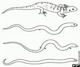 Reptiles Coloring Pages Snake Lizard Two Species Oncoloring sketch template